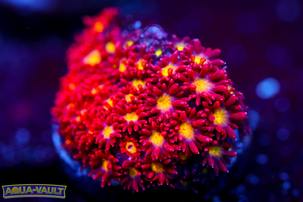 Combustion Micro Goni