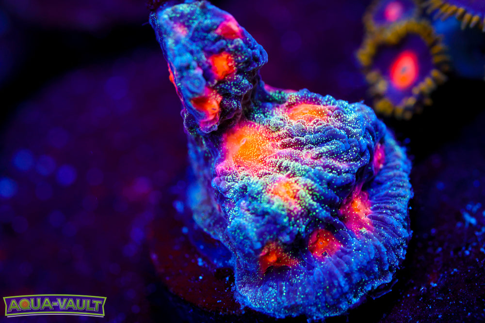 CC Space Cakes Favia