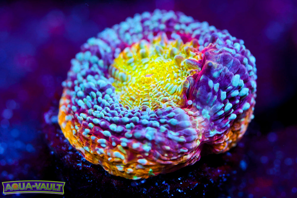 CV Rainbow Master Bowerbanki (Last one) $$$$$