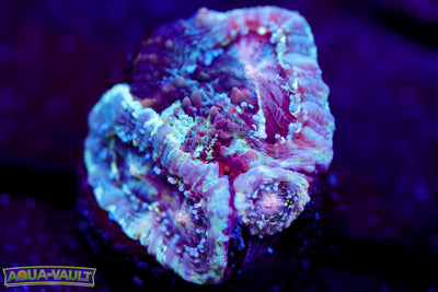 Grafted Asia Acan 3 Head $$$$
