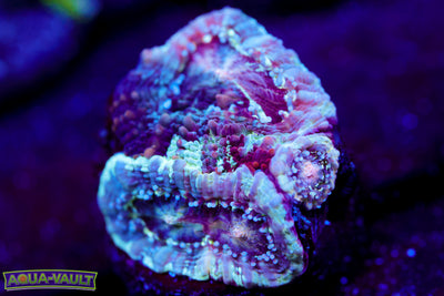 Grafted Asia Acan 3 Head $$$$