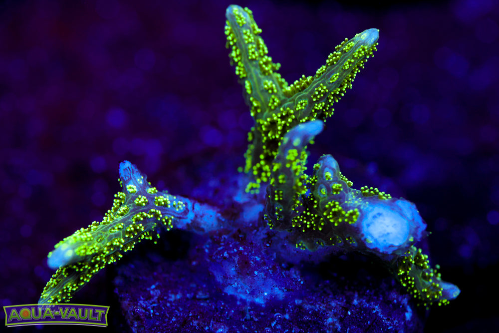 Chemical Warfare Seriatapora