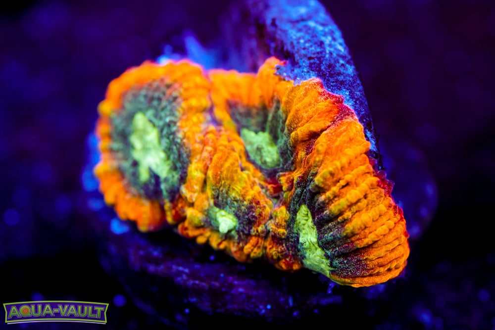 Yellow Submarine Favia