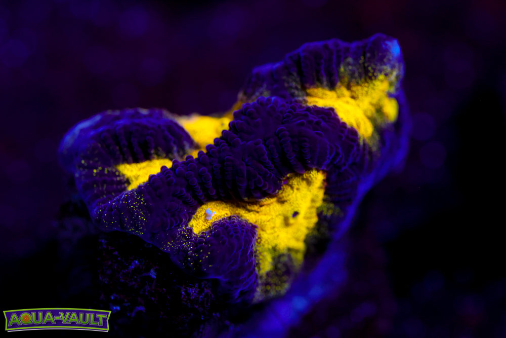 Black and Yellow Platygyra