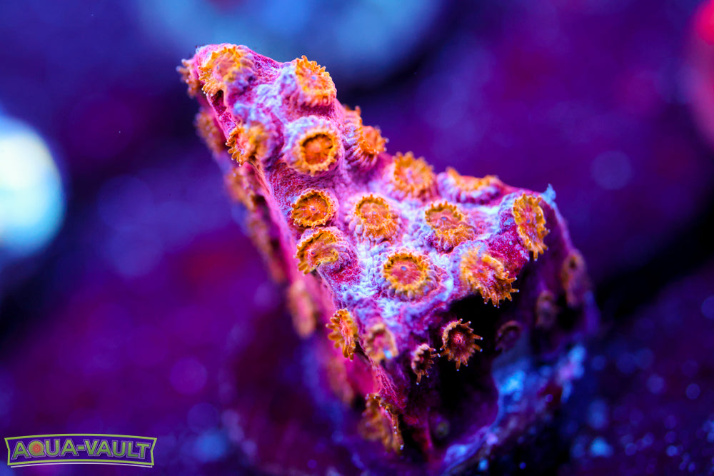 Copperhead Cyphastrea