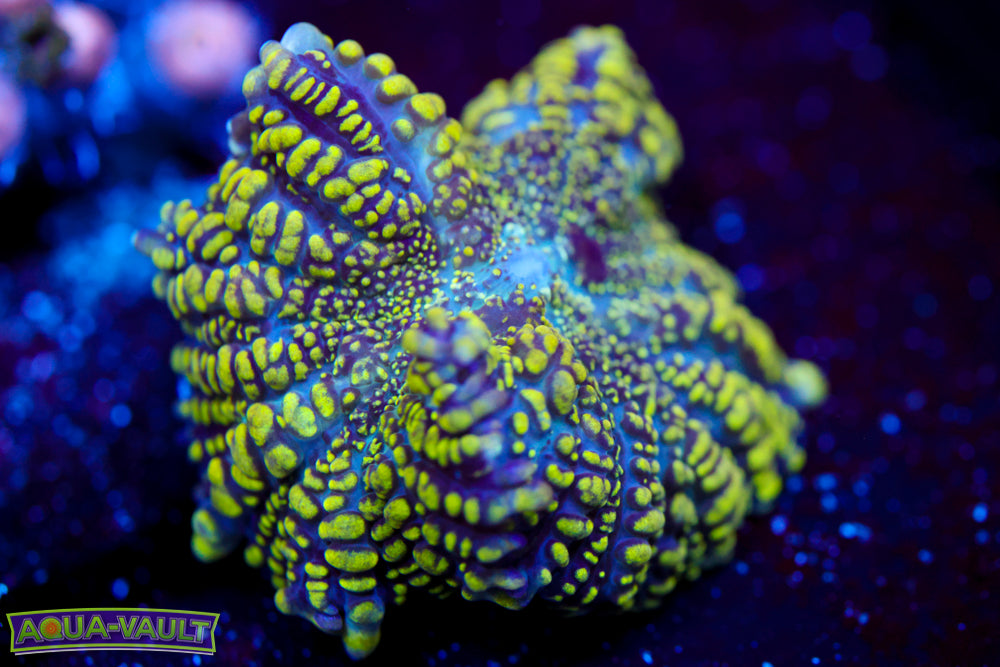 CV Hulk Bounce Mushroom $$$