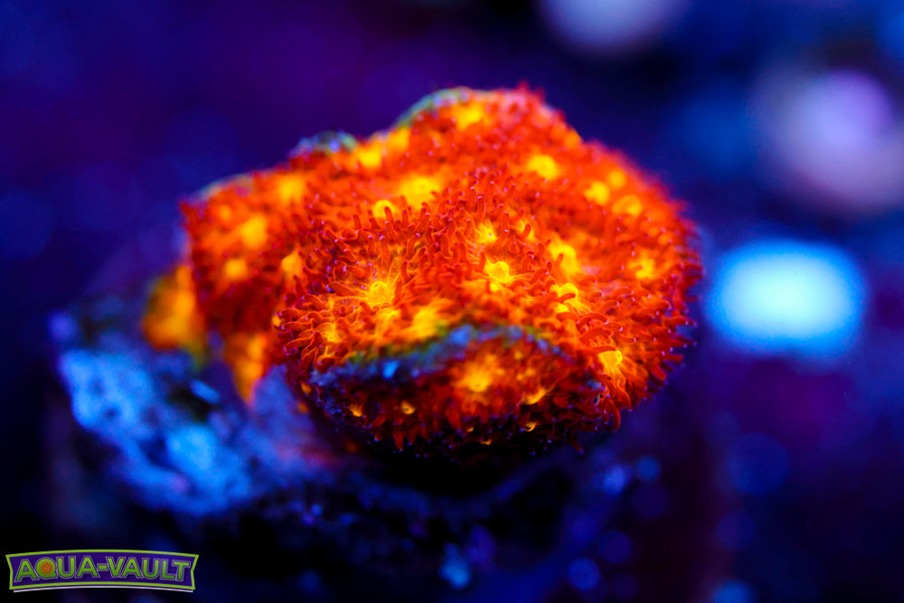 Autumn Harvest Psammocora