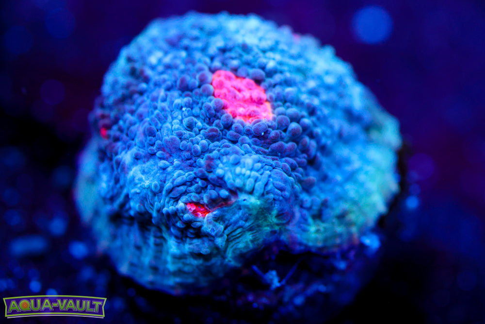 Miami Hurricane Chalice