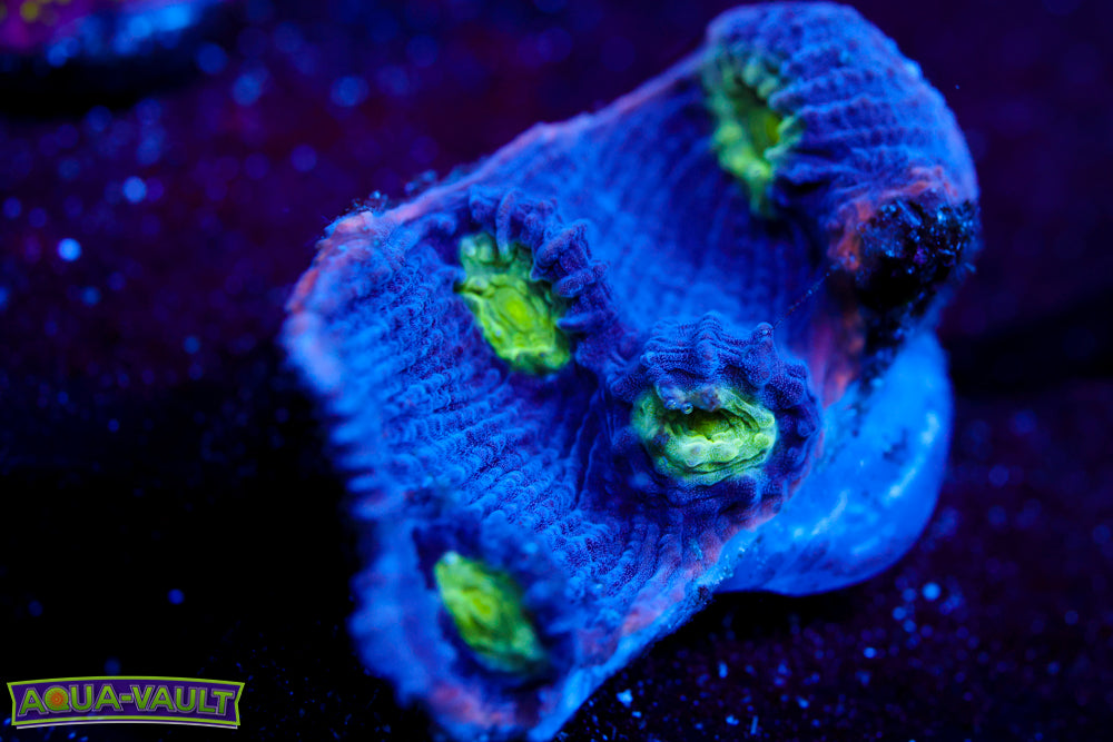 Agent Mulder Chalice