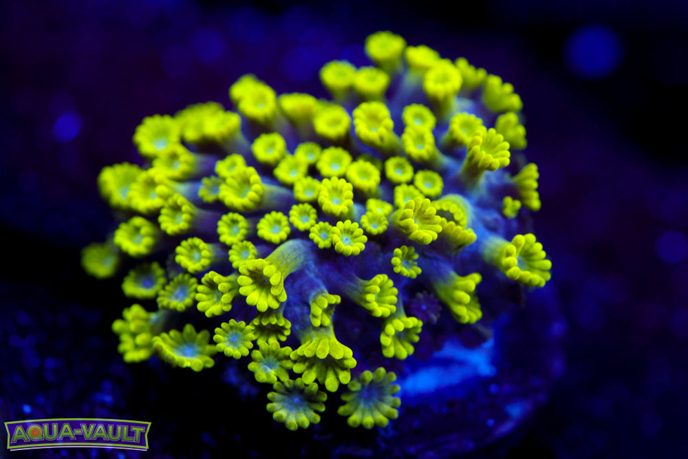 CV Grouch Micro Alveopora
