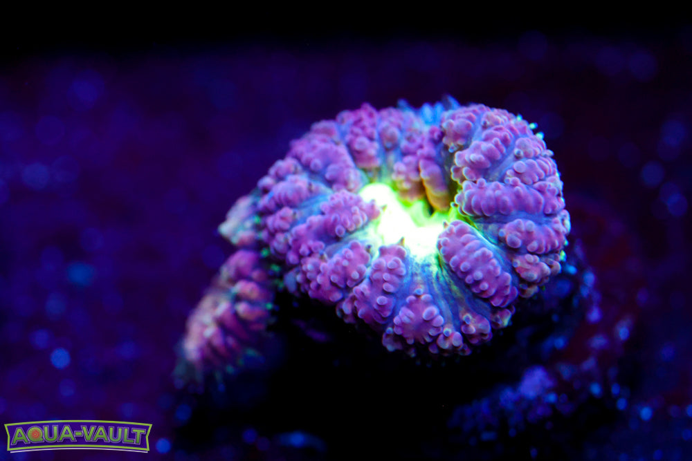 Purple and Green Blasto Wellsi