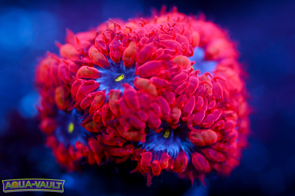 Superman Blasto Merletti