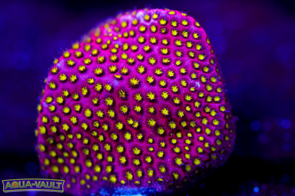 Electric Daisy Chalice