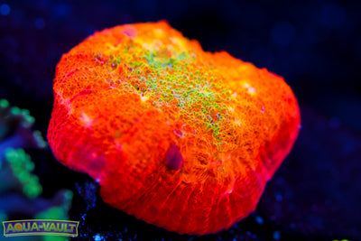 ARC Ludicrous Chalice