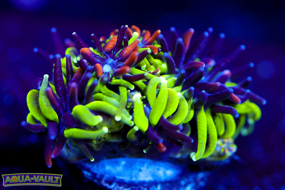 Sonic the Hedgehog Galaxea