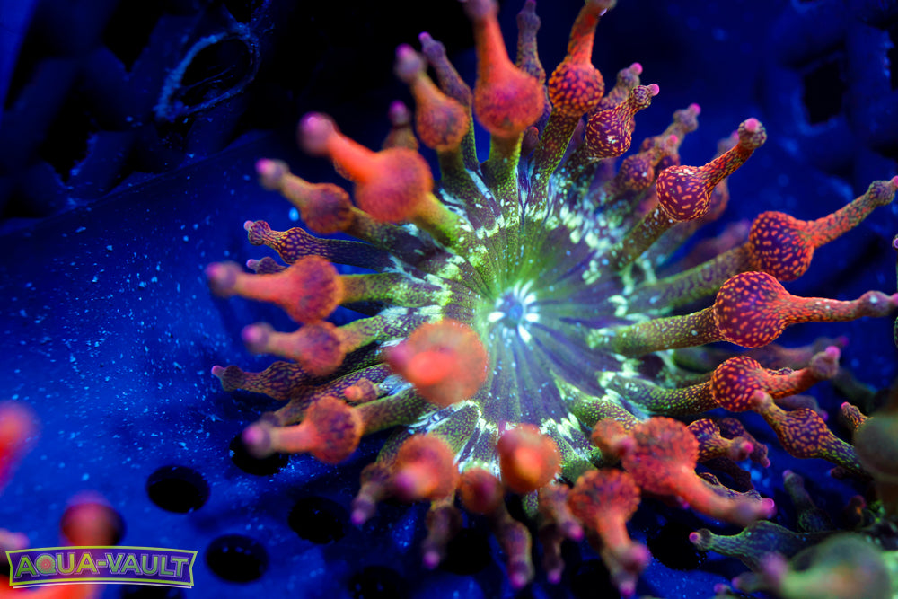 ECC Nexus Blaze Anemone