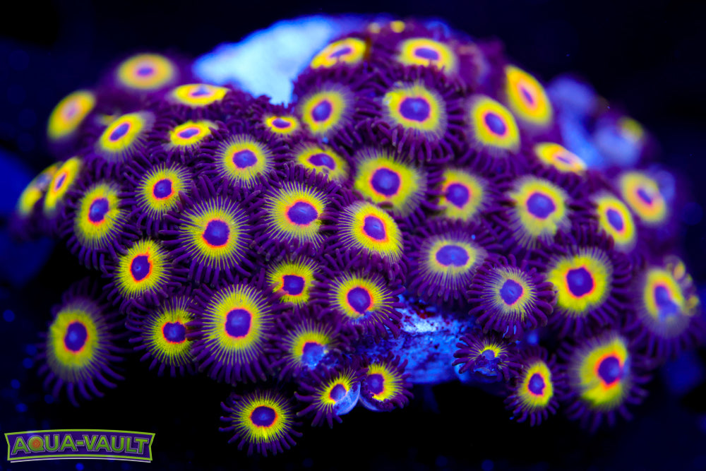 Bob Marley Zoa