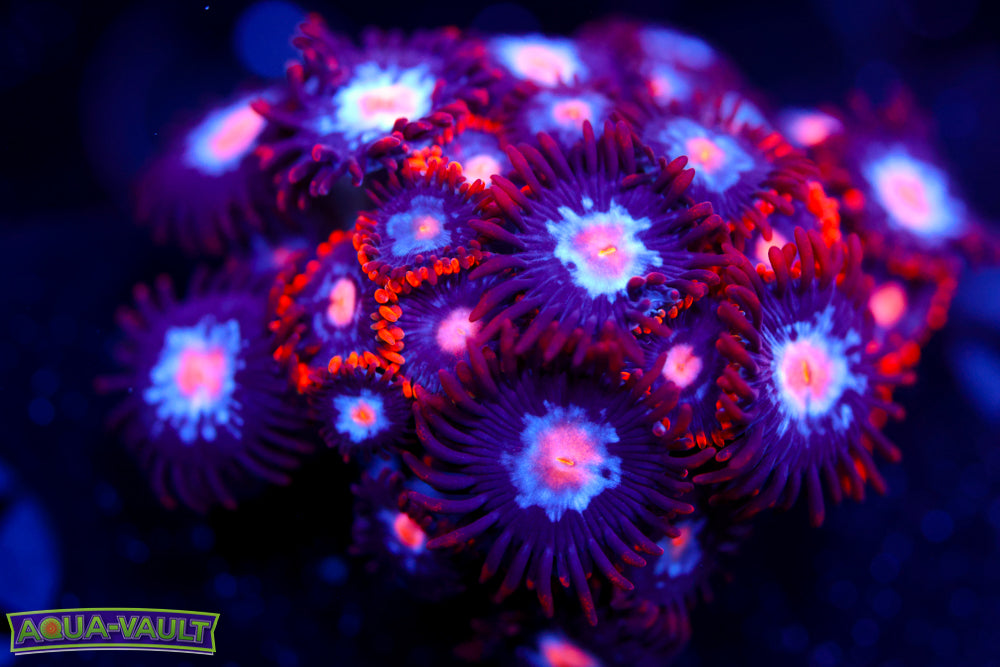 Snitches + Mystique Zoa