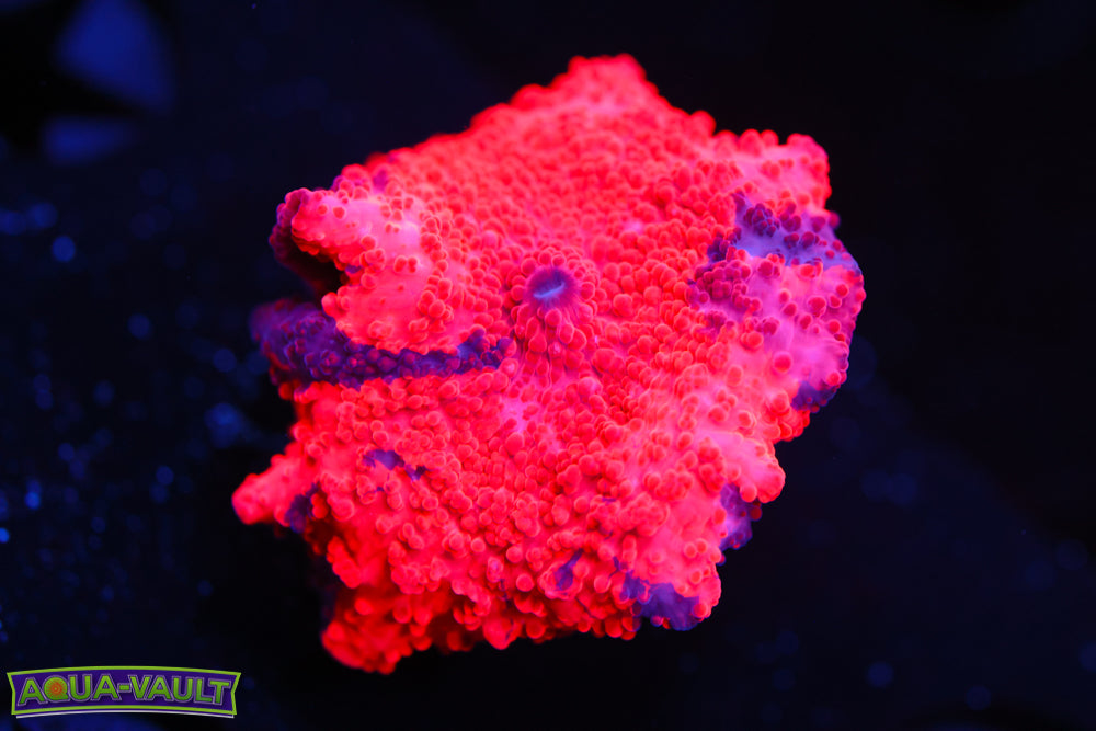 Deadpool Eclectus Mushroom