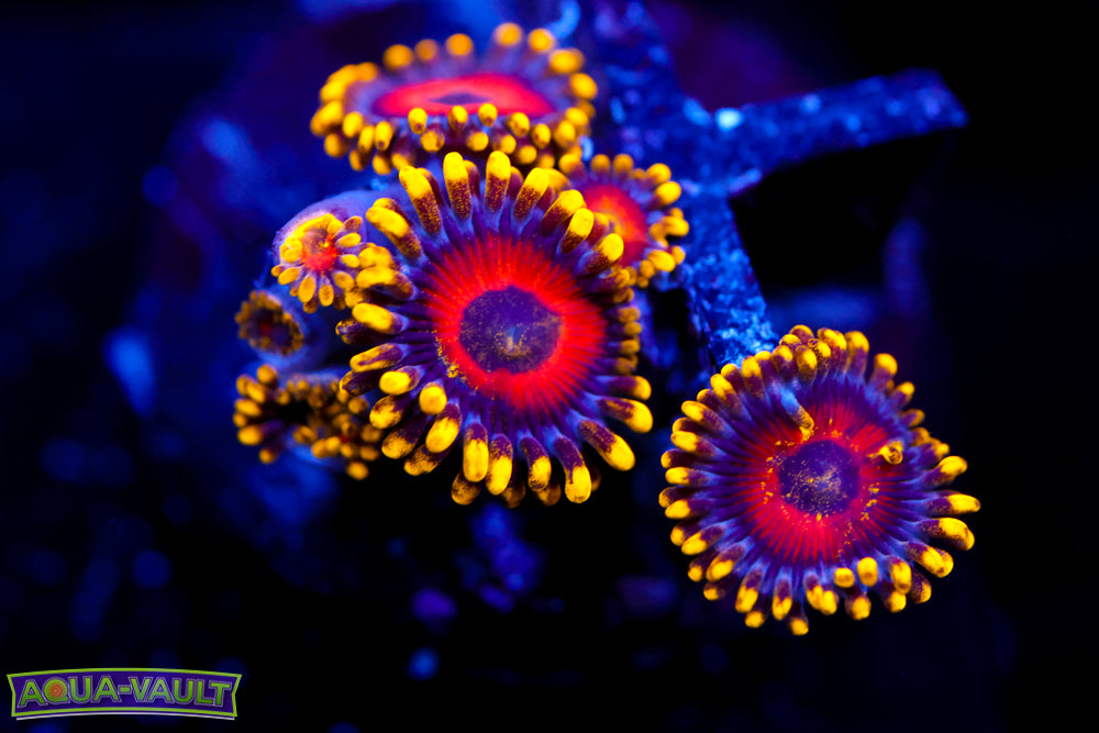 Eagle Eye Zoa