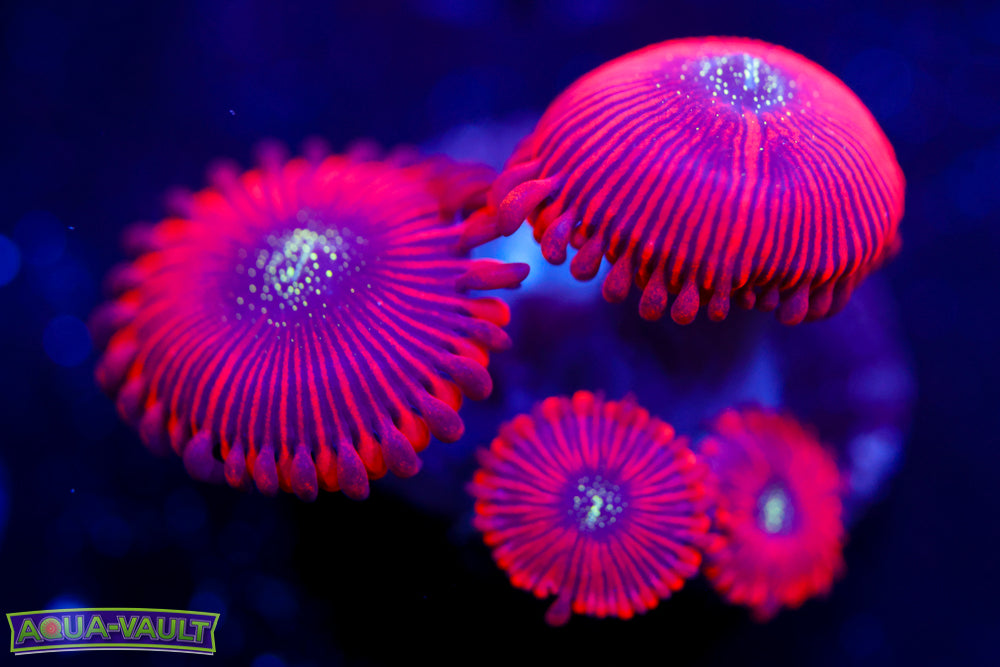 Magicians Zoa