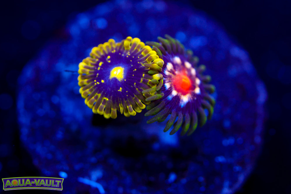 Exosphere + JF Stargazer Zoas