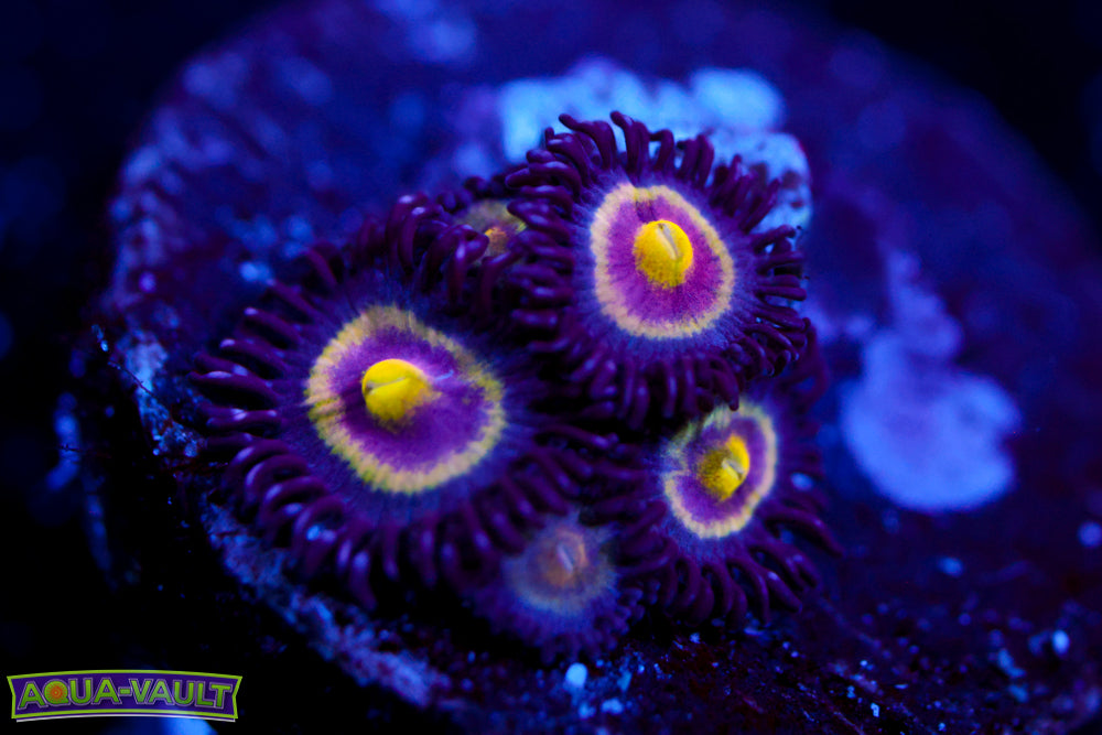 UC Shapeshifter Zoa