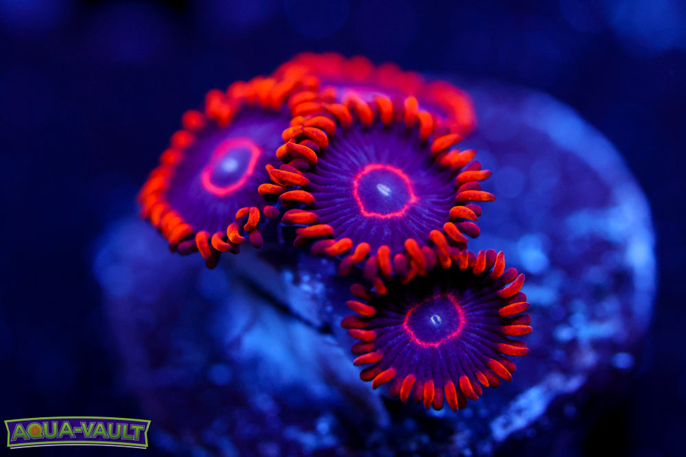 Red Hornet Zoa