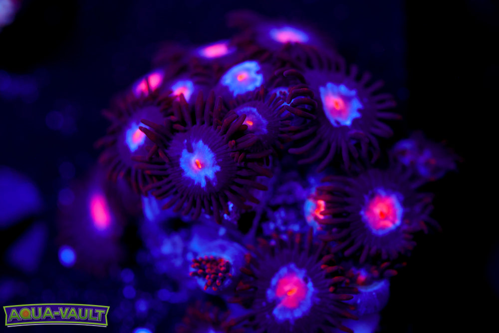 Mystique Zoa