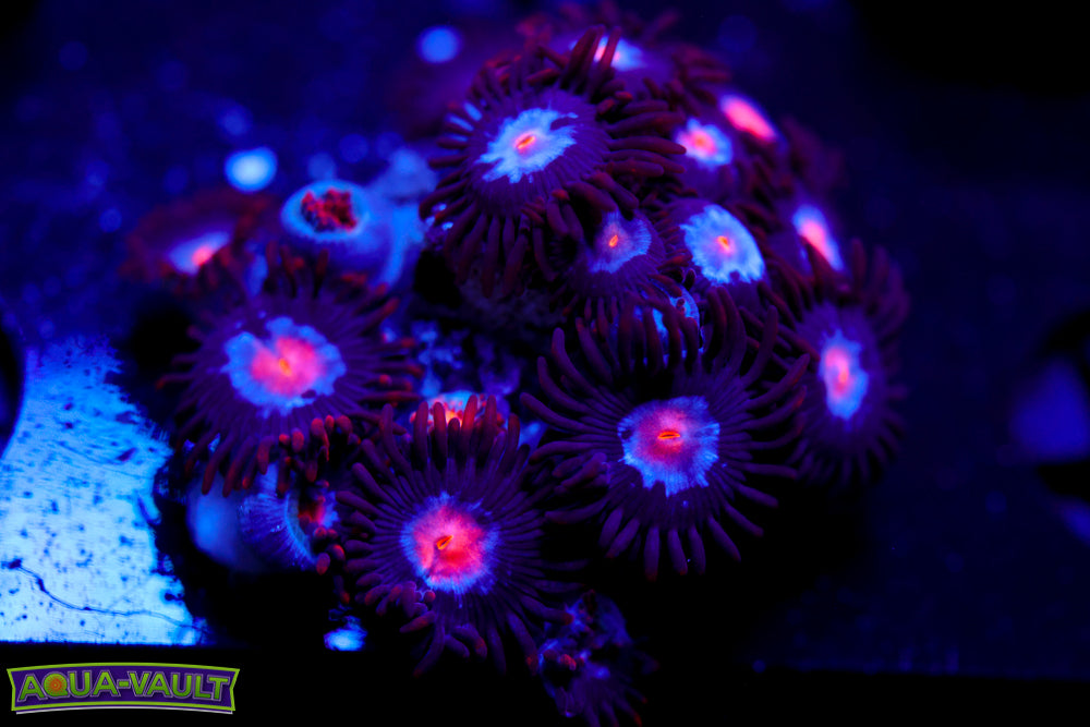 Mystique Zoa