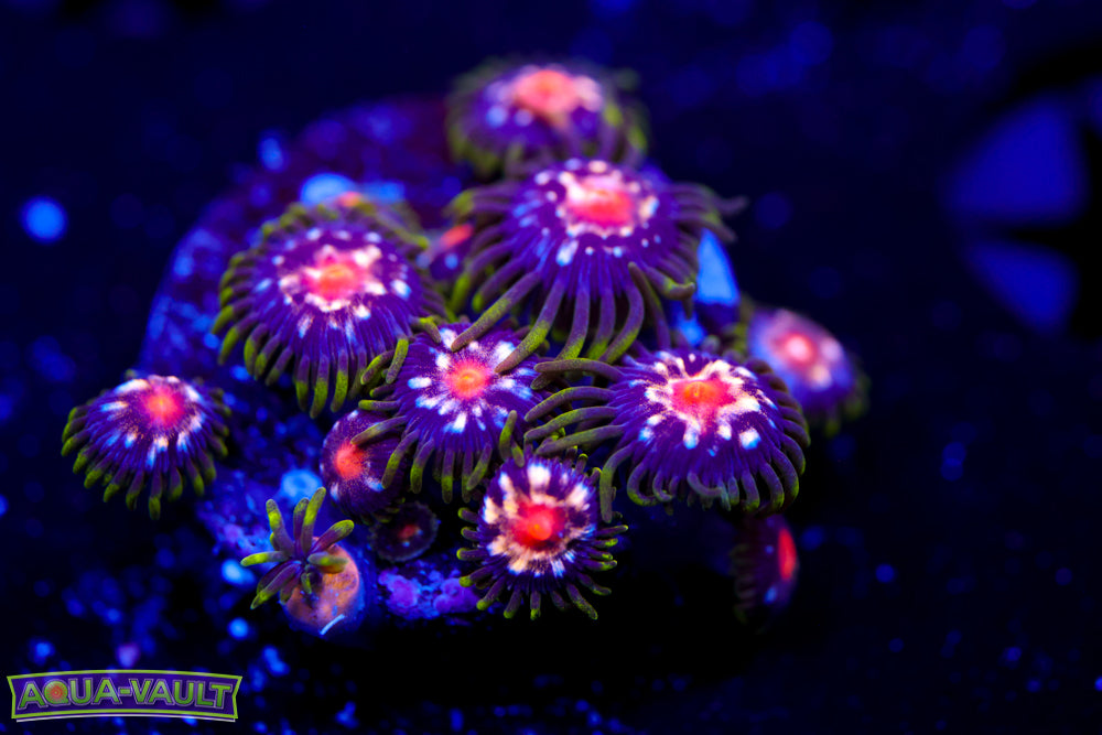 JF Stargazer Zoa