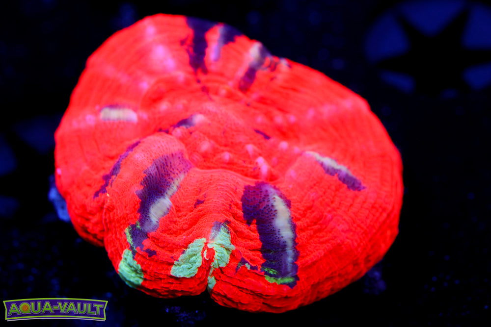 Reverse War Paint Scoly