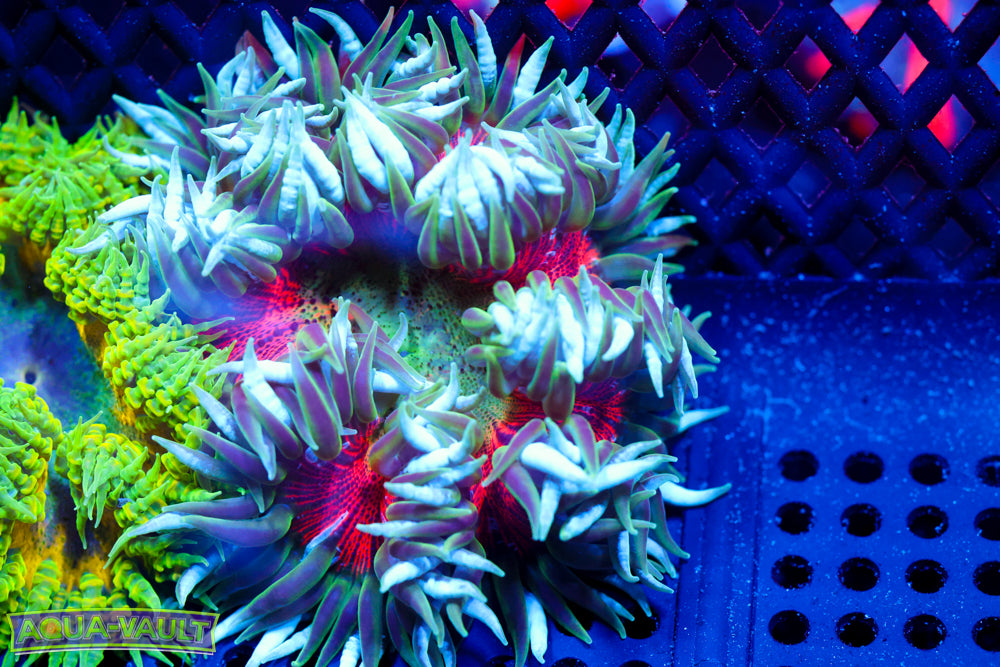 Rainbow XL Rock Flower