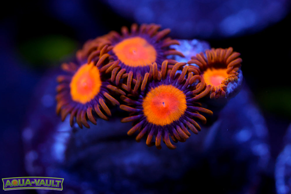 King Midas Zoa