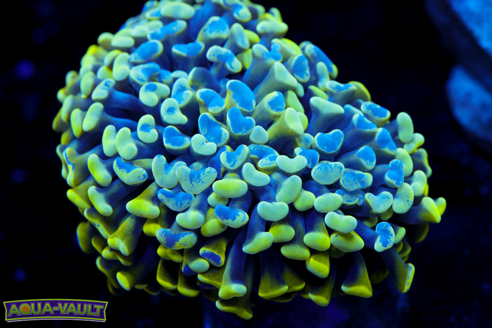 Green Branching Splatter Hammer