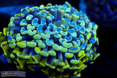 Green Branching Splatter Hammer