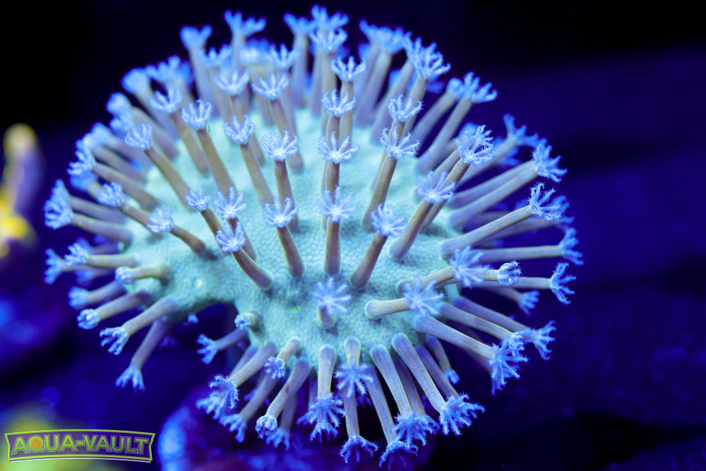 Blue Toadstool Leather