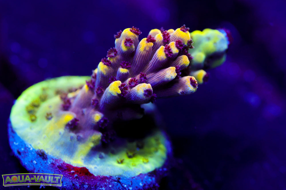 CV Crab Rangoon Acro 1