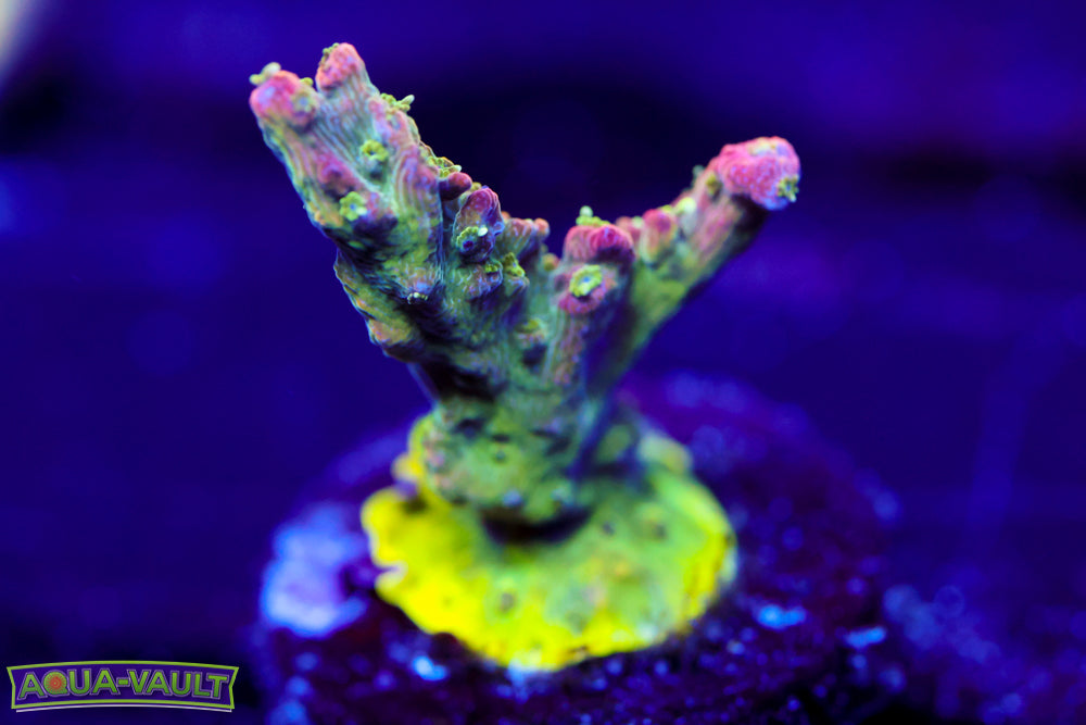 TGC Starry Night Acro