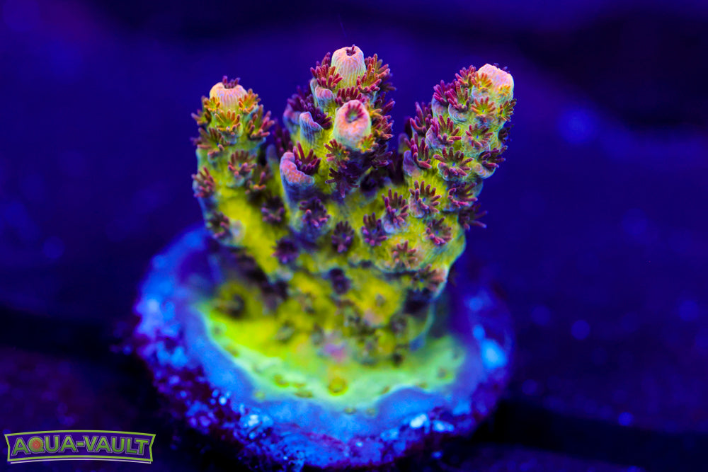 WWC Heartbreaker Acro