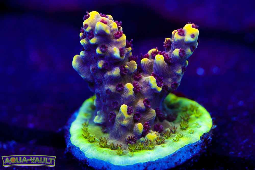 CV Crab Rangoon Acro 2