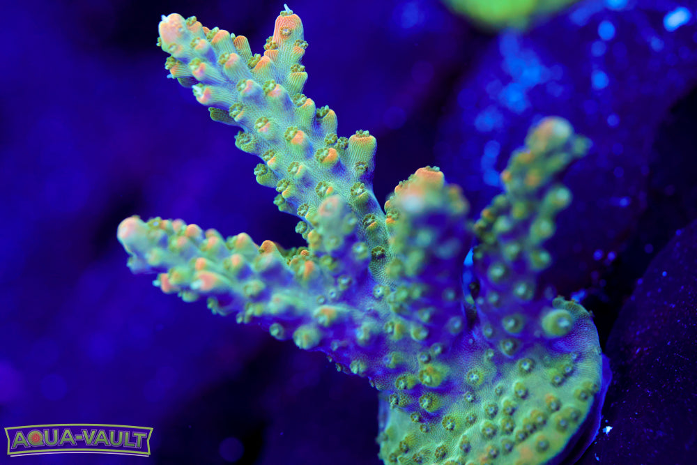 CV PIxie Stix Acro 2