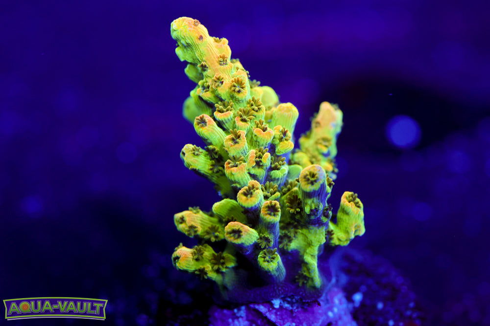 TSA Bill Murray Acro