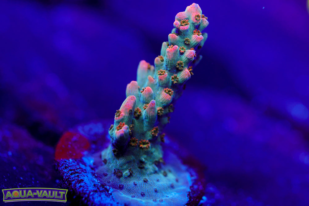 BC Frankenberry Acro 2