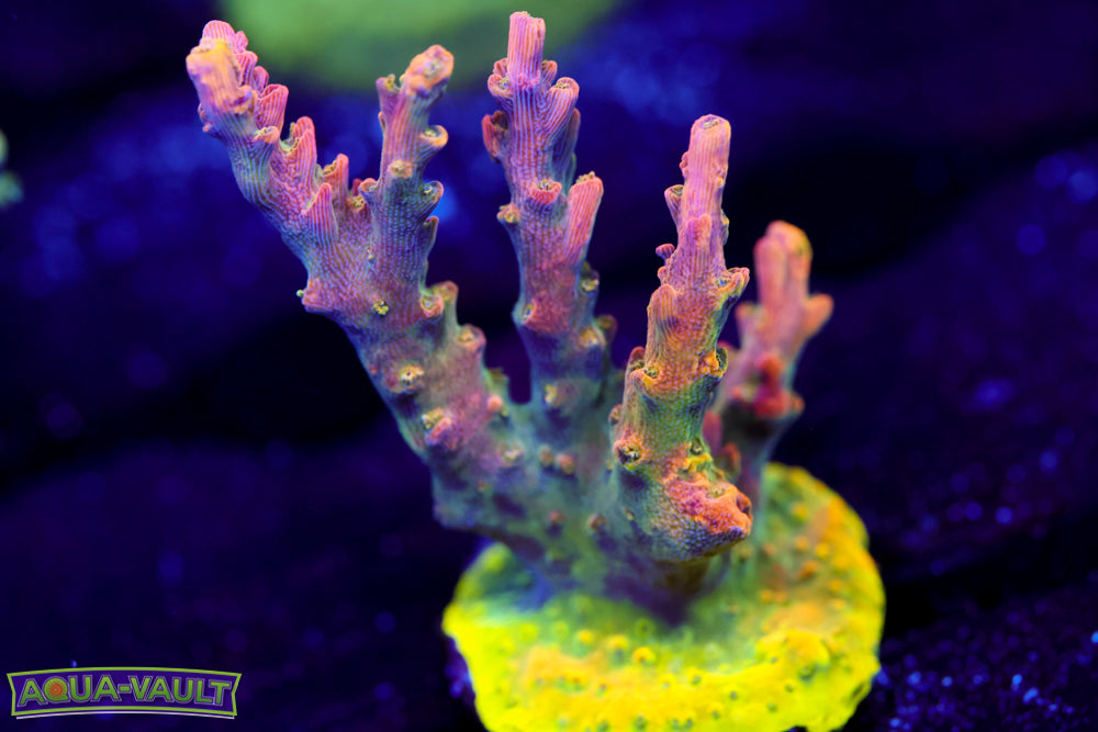 CC Voodoo Majick Acro