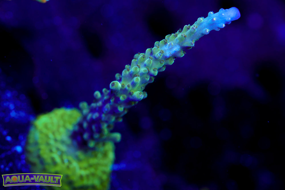 Tricolor Valida Acro