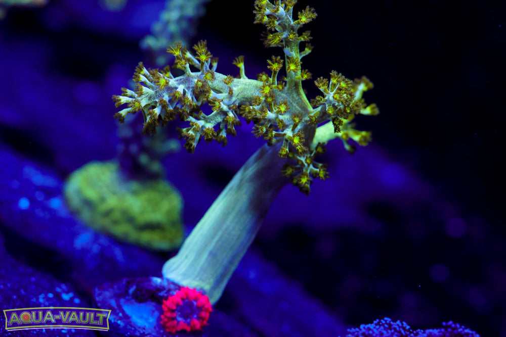 Neon Sinularia + Blasto