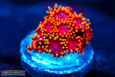 Rainbow Micro Goni