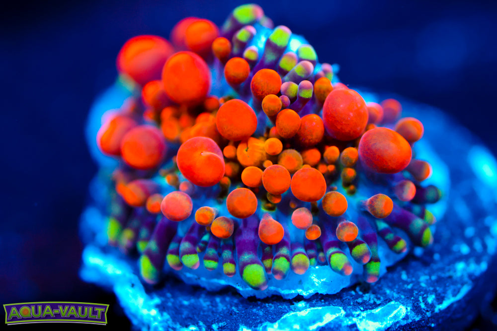 CV Animal Bean Bag Bounce Yuma $$$$$