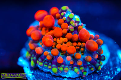 CV Animal Bean Bag Bounce Yuma $$$$$